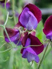 Load image into Gallery viewer, Sweet Pea - Matucana (Lathyrus odoratus)

