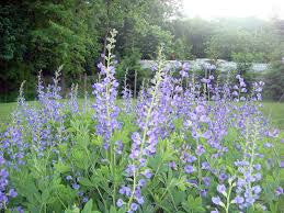 Jacob s Ladder Perennial Heirloom Organic Flower Seeds