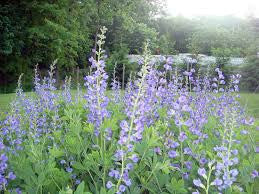 Jacob's Ladder (Polemonium caeruleum)