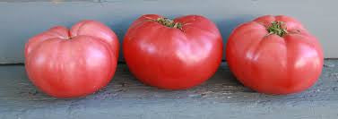 Brilliant Pink Tomato