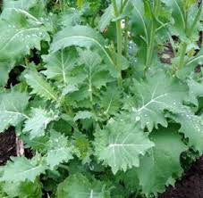 Kale-Improved Siberian