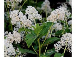 New Jersey Tea/ Redroot (Ceanothus americanus)