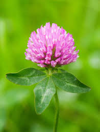 Red Clover (Trifolium pratense)