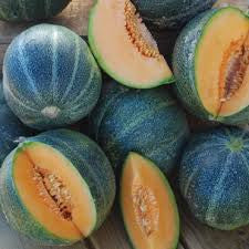 Petit Gris de Rennes Melon