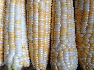 Double-Standard Corn