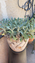 Load image into Gallery viewer, Greek Mountain Tea (Sideritis syriaca)
