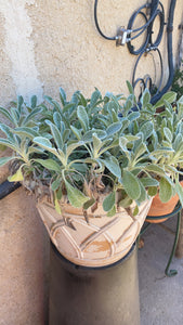 Greek Mountain Tea (Sideritis syriaca)