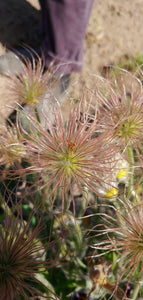 Pasque Flower (Pulsatilla vulgaris syn. Anemone pulsatilla)