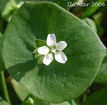 Load image into Gallery viewer, Miner&#39;s Lettuce
