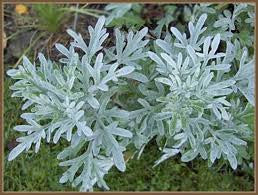 Wormwood (Artemisia absinthium)