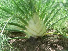 Florence Fennel (Foeniculum vulgare Azoricum)