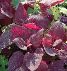Red Orach (Atriplex hortensis)