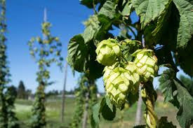 Hops (Humulus lupulus Cannabinaceae) Fresh Hop Flower Tincture