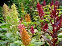 Amaranth Mix