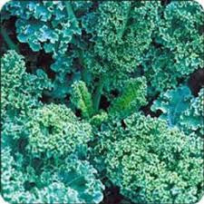 Kale-Vates Blue Curled Scotch