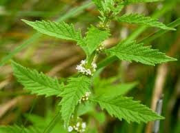 Gypsywort (Lycopus europeans)