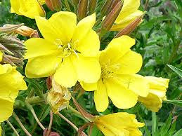 Evening Primrose (Oenothera biennis)