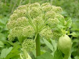 Angelica (Angelica archangelica)