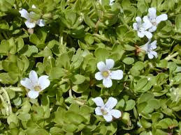 Brahmi (Bacopa monnieri) Fresh Flower and Leaf Tincture