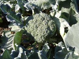 Broccoli-Nutri-Bud  (Brassica oleracea italica)