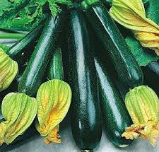 Black Beauty Zucchini