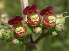 Load image into Gallery viewer, Figwort (Scrophularia nodosa)
