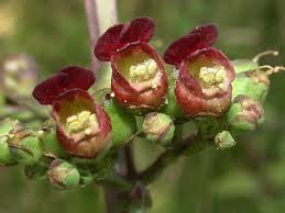 Figwort (Scrophularia nodosa)