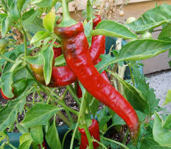 Jimmy Nardello Pepper