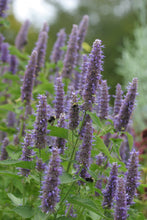 Load image into Gallery viewer, Anise Hyssop (Agastache foeniculum)
