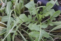 Arugula (Eruca sativa)