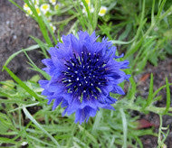 Bachelor's Button - Blue (Centaurea cyanus)