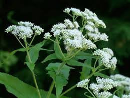 Boneset/Thoroughwort (Eupatorium perfoliatum)