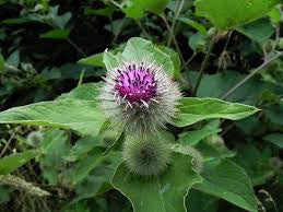 Burdock (Arctium lappa)