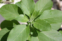 Load image into Gallery viewer, Tincture: Ashwagandha (Withania somnifera) - 50ml
