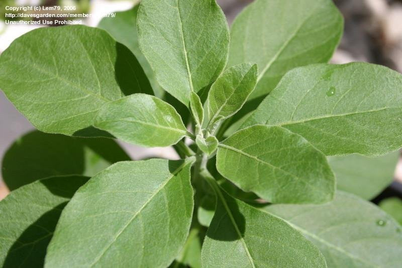 Ashwagandha (Withania somnifera) Fresh and Dried Root Tincture