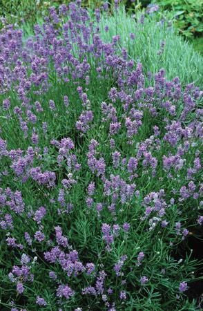 Munstead Lavender (Lavendula angustifolia)