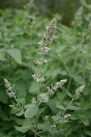 Catnip (Nepeta cataria)