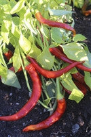 Long Red Cayenne