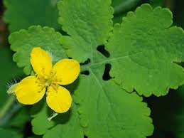 Greater Celandine (Chelidonium majus)