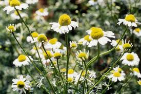 German Chamomile (Matricaria recutita)