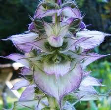 Clary Sage (Salvia sclarea)