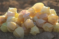 Cossack Pineapple Ground Cherry (Physalis pruinosa)