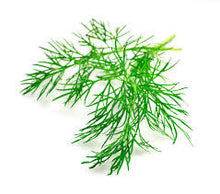 Load image into Gallery viewer, Dill (Anethum graveolens)
