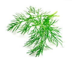 Dill (Anethum graveolens)