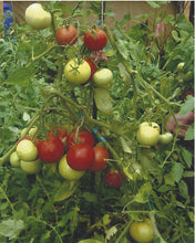 Load image into Gallery viewer, Pollock Tomato
