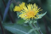 Elecampane (Inula helenium Asteraceae)