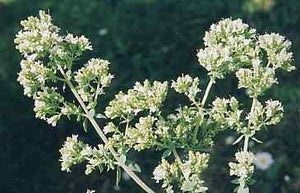 Greek Oregano (Origanum vulgare)