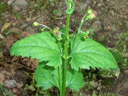 Figwort (Scrophularia nodosa)