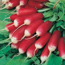 Radish-French Breakfast