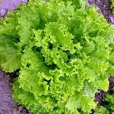 Grand Rapids Lettuce